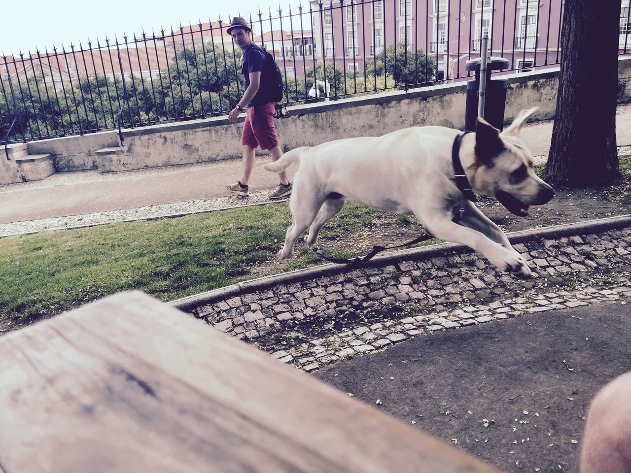 Labrador in portugal