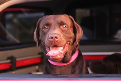 Labrador in car