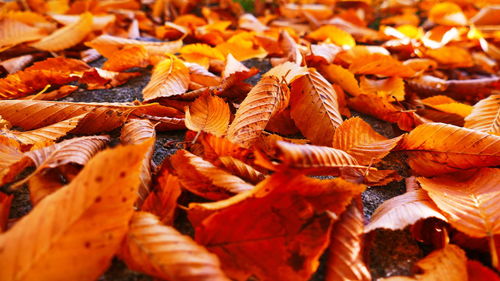 Full frame shot of autumnal leaves