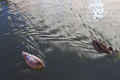 High angle view of fish swimming in lake