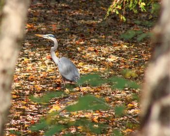 High angle view of gray heron on field