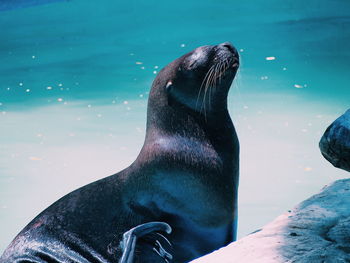 Close-up of sea lion swimming in water