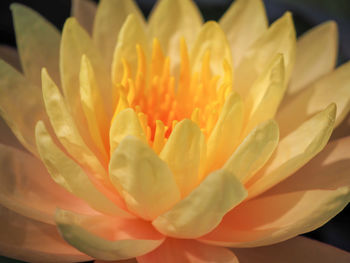 Close-up of yellow flower