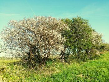 Plants growing on field against clear sky