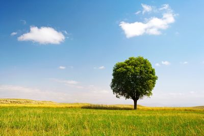 Tree on field against sky