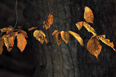 Close-up of dry leaves on branch against blurred background