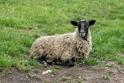 Portrait of sheep on field