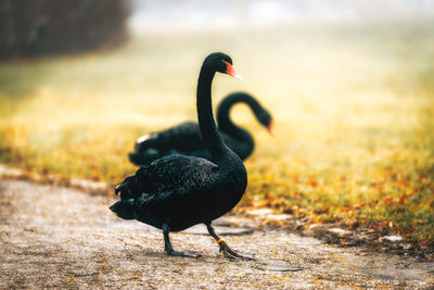 Close-up of a black swans