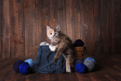 Cat sitting on wooden floor