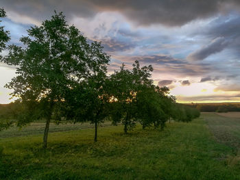 Trees on field against sky during sunset