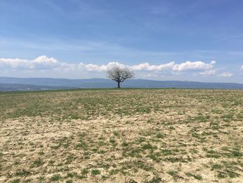 Scenic view of field against sky