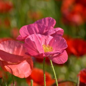 Close-up of red flowering plant