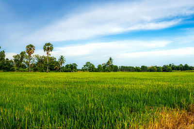 Scenic view of agricultural field against sky