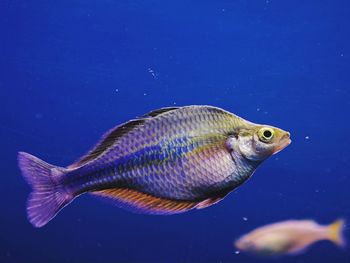 Close-up of fish swimming in sea