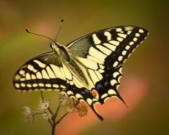 Close-up of butterfly pollinating on flower