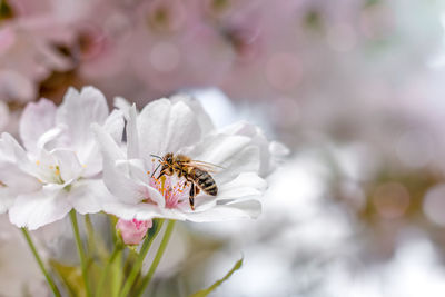 A honey bee collects pollen from sakura flowers.  white sakura in bloom. 