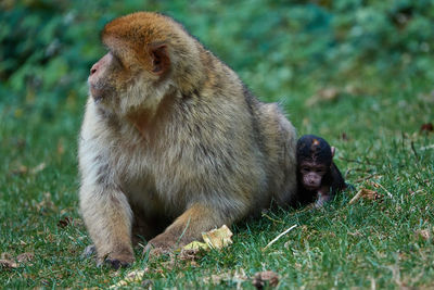 Monkey on grass