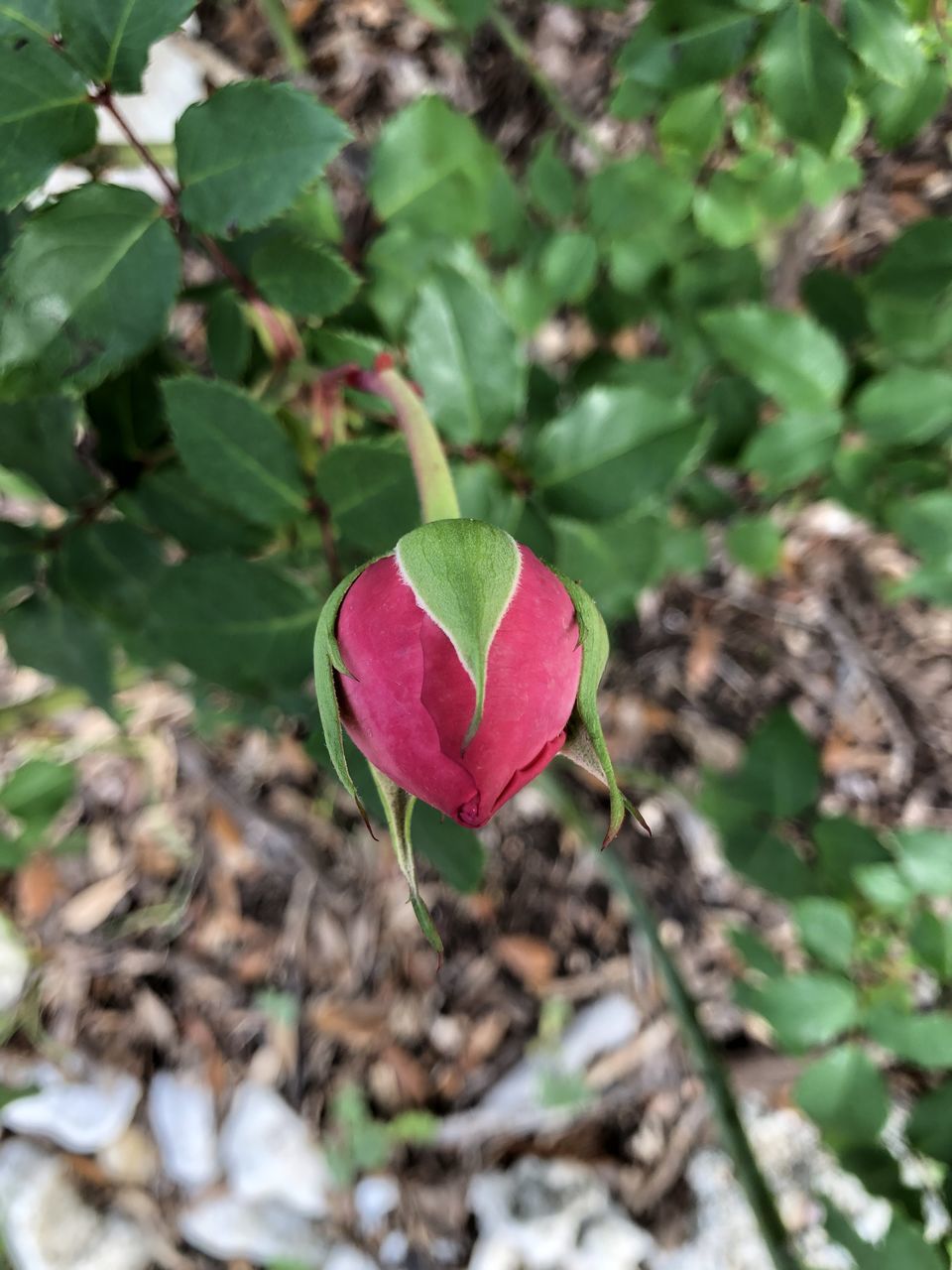 CLOSE-UP OF RED ROSE ON PLANT