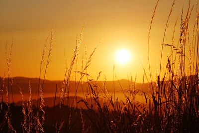 Close-up of stalks against sunset