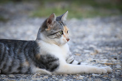 Close-up of a cat looking away