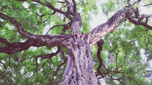 Low angle view of trees in forest