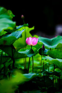 Close-up of pink lotus water lily