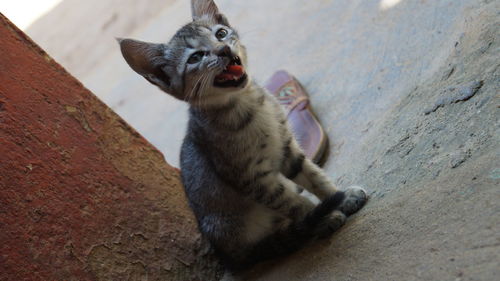 Tilt image of kitten with mouth open by wall