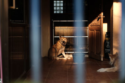 Dog sitting on tiled floor