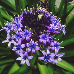 Close-up of purple flowers blooming outdoors