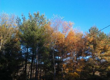 Low angle view of trees against clear blue sky