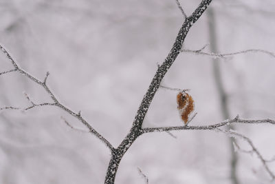 Single leaf on a barren branch in a winter forest