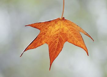 leaf