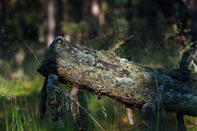 Close-up of lizard on a lake