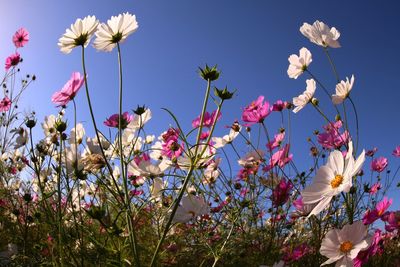 Close-up of pink flowering plants against sky