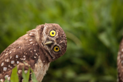 Funny burrowing owl athene cunicularia tilts its head outside its burrow on marco island, florida