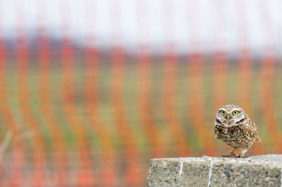 Close-up of bird perching on stone