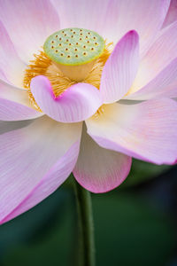 Close-up of pink lily
