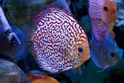 Close-up of fish in aquarium