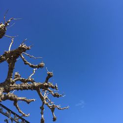 Low angle view of bare tree against blue sky