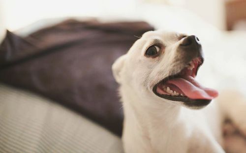 Close-up of dog resting