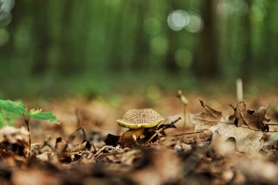 Wild mushrooms in the forest