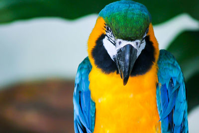 Close-up of a parrot