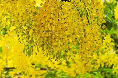 Close-up of yellow flowering plant