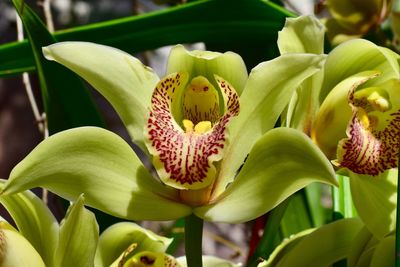 Close-up of yellow flowering plant