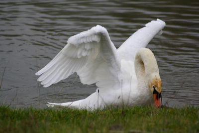 View of swan in lake