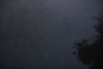 Low angle view of trees at night