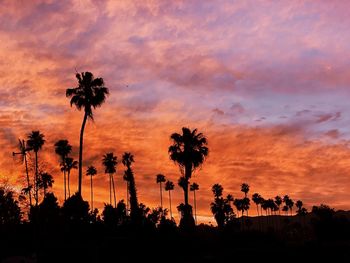 Silhouette plants against dramatic sky during sunset