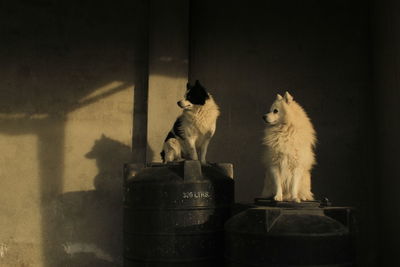 Dogs sitting on drums against wall