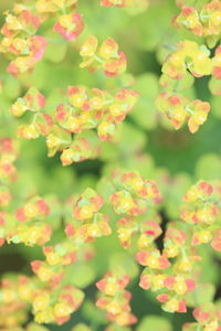 Close-up of flowering plant