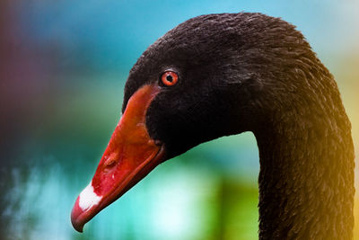 Close-up of black bird